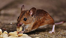 24 Hour & Emergency Exterminators in Glen Canyon, UT